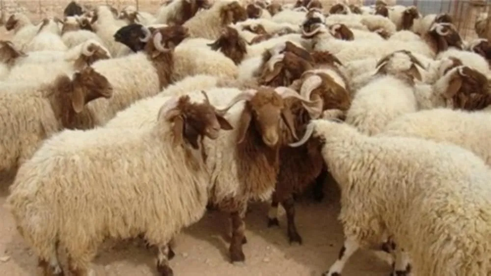 افضل انواع الاغنام